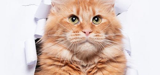 В Ашкелоне состоится Большая Международная выставка кошек и котят всех пород
