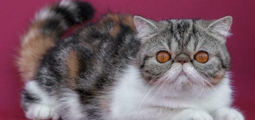 Большая международная выставка кошек и котят всех пород и шоу «Ожившая Сказка в Беер-Шеве»