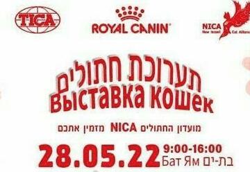 Международная Выставка кошек в Бат Яме в Израиле