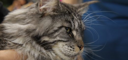 В субботу в Петах Тикве крупнейшая Международная выставка кошек