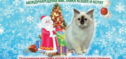 Дед Мороз и Кошки! Новогодняя выставка кошек — соревнование кошек и котят в Израиле