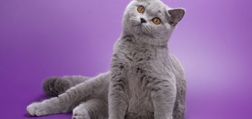 Международная выставка кошек и котят: для детей интересное соревнование