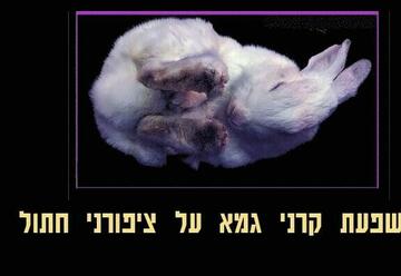 «Влияние гамма-лучей на кошачьи когти — Театр Альфа» в Израиле
